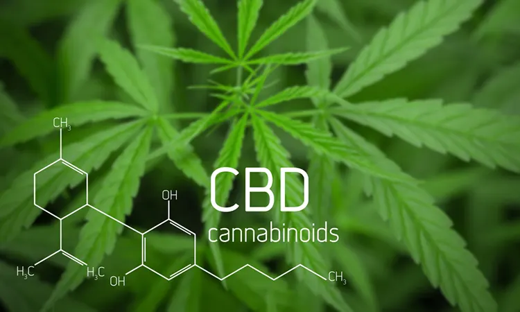 Масло CBD - Что это и для чего его принимают?