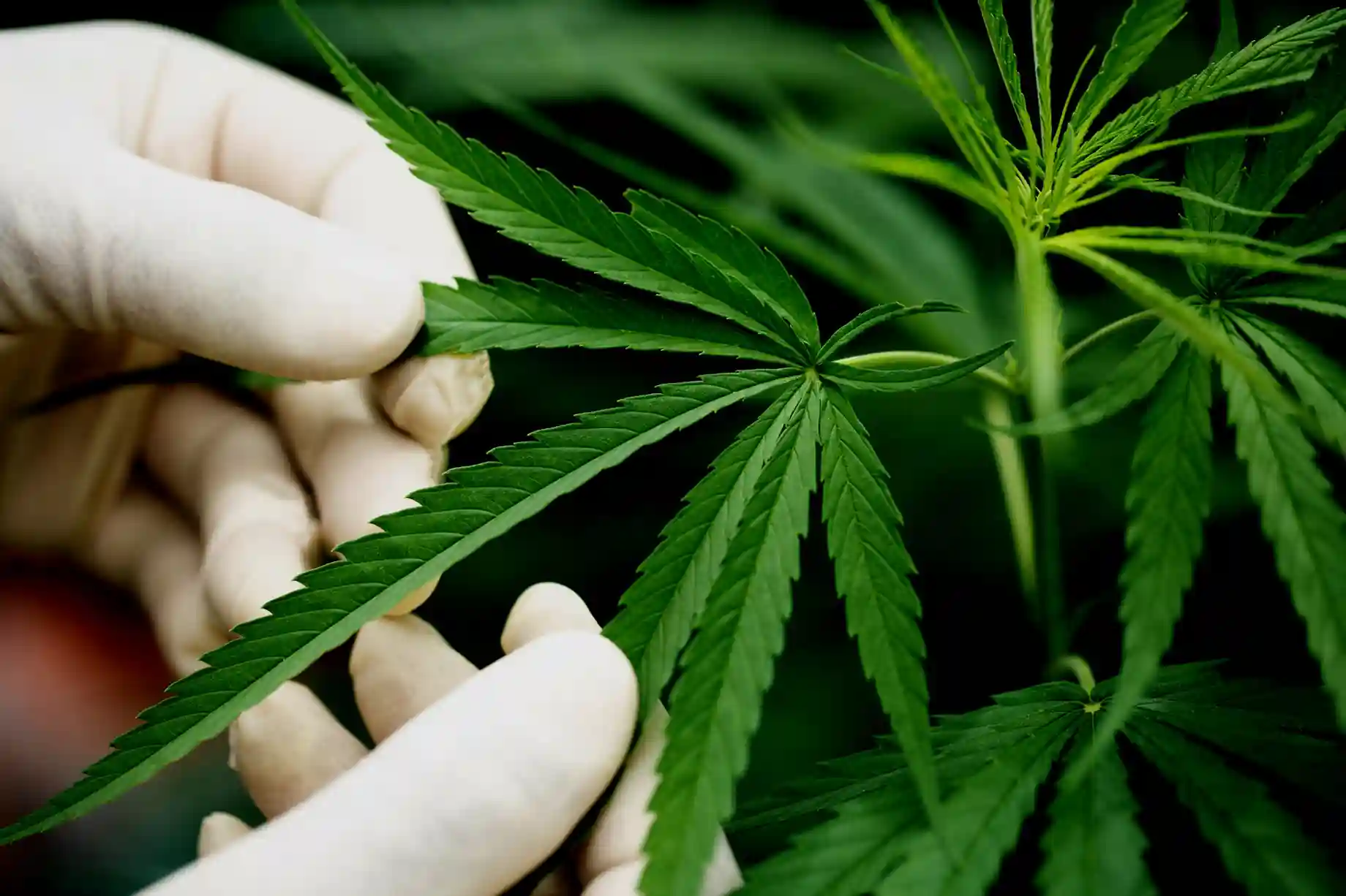 Чи викликає CBD звикання?