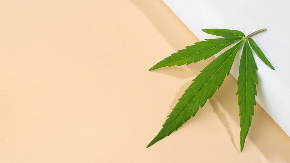 Помогает ли CBD от артрита?