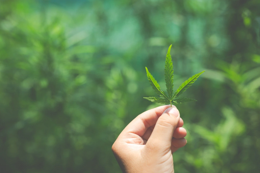 Помогает ли CBD от боли?