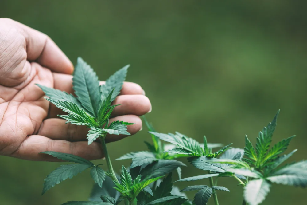 Что означает полный спектр CBD?