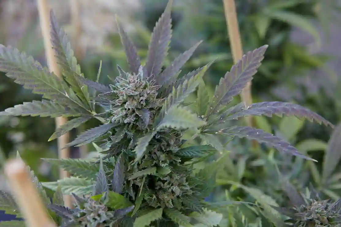 Какая польза CBD для иммунитета?