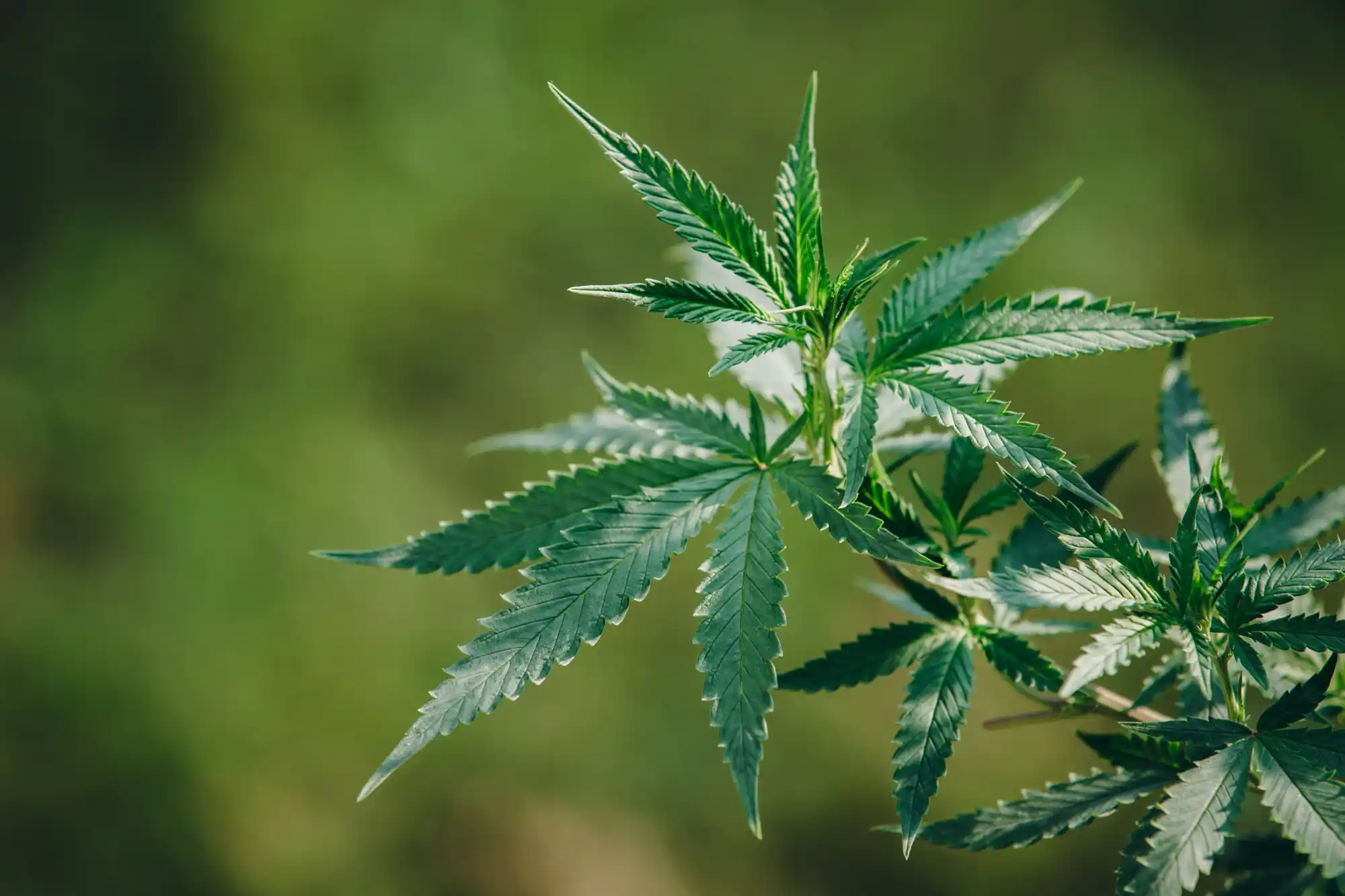 CBD во время рака
